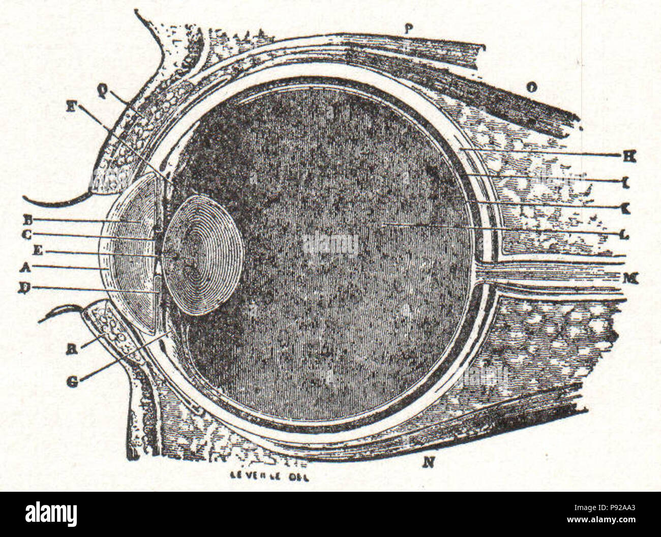 . 439 NSRW das Auge Stockfoto