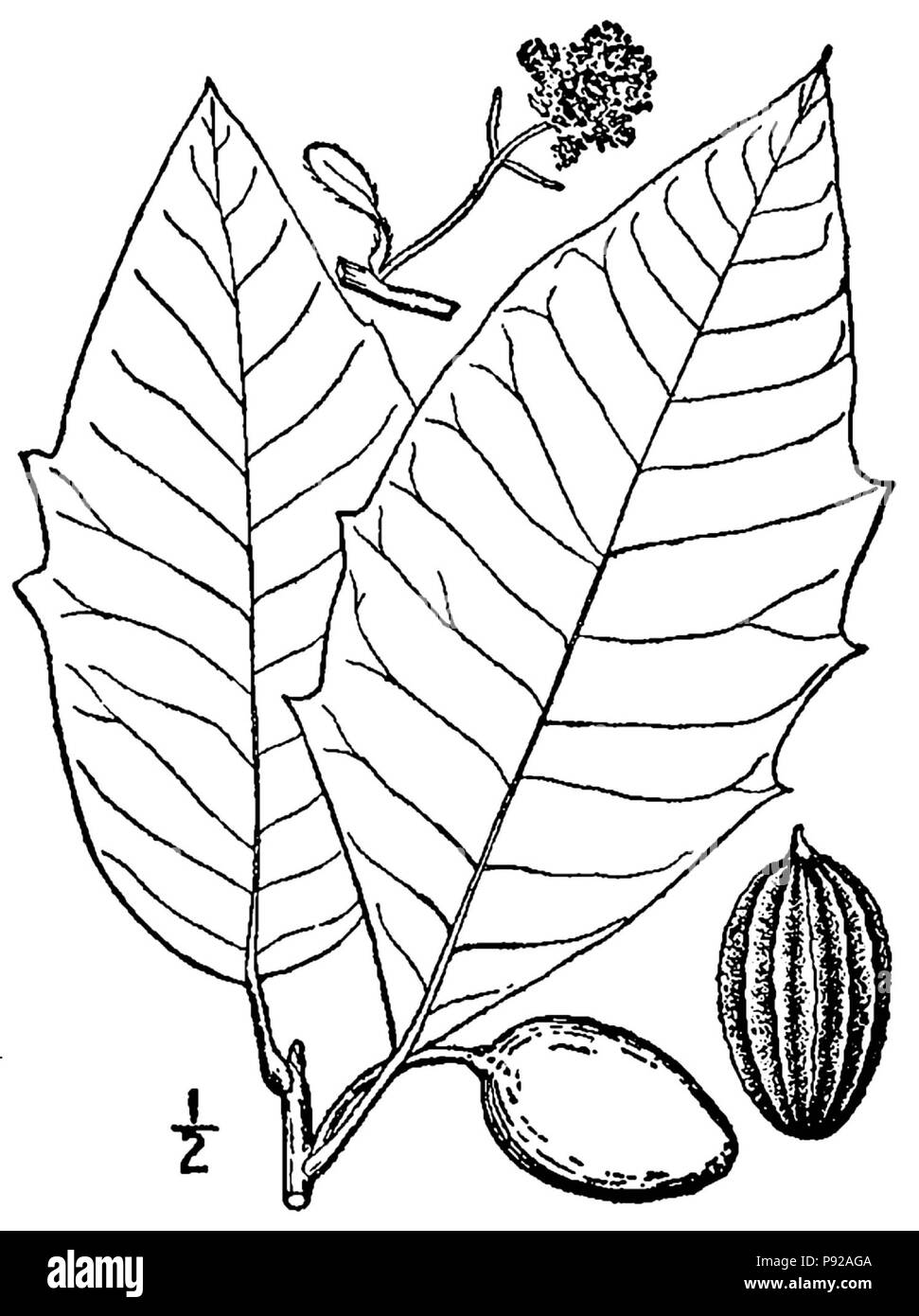 . 439 Nyssa Aquatica - linedrawing 2 Stockfoto