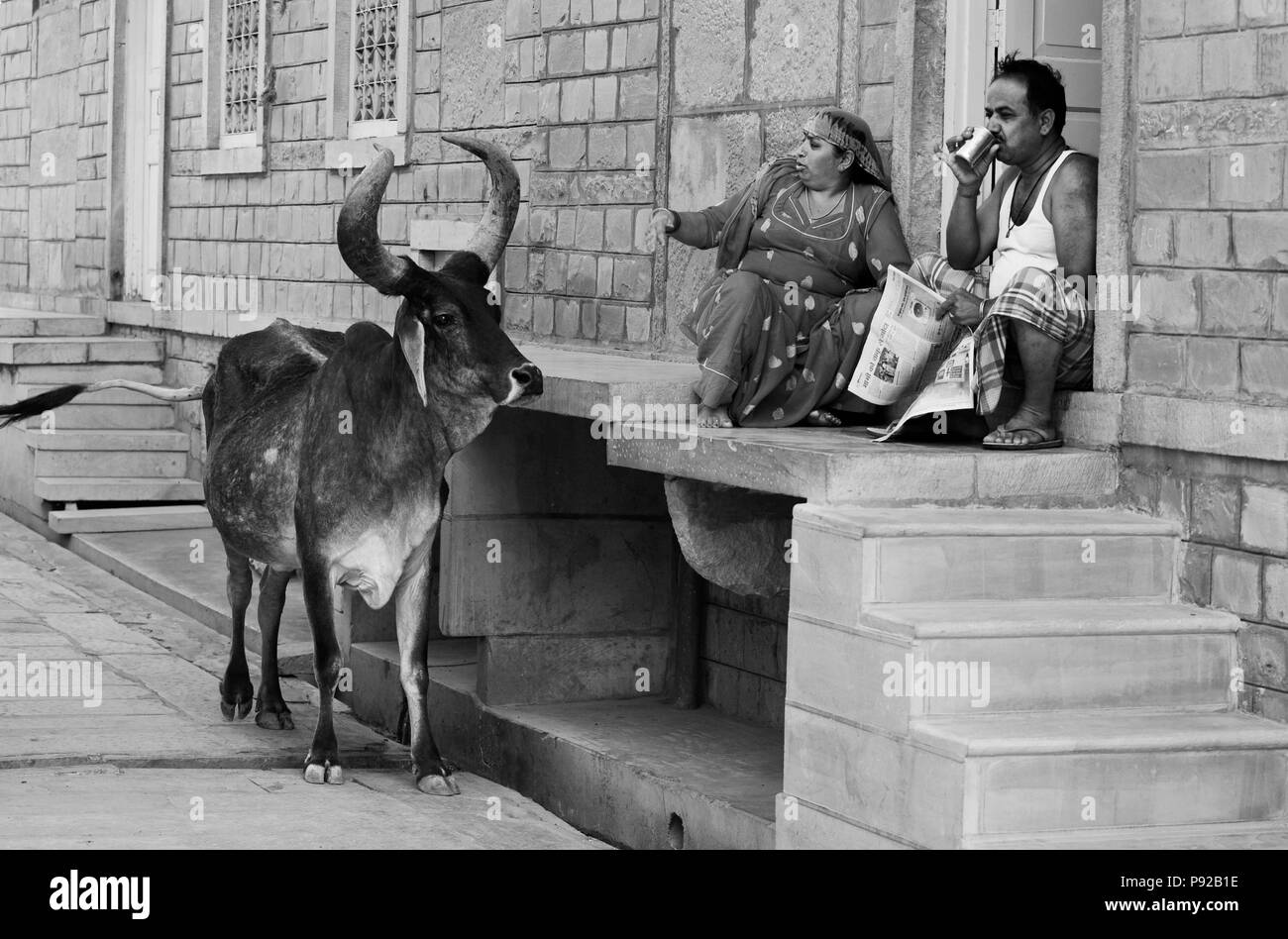 Ein Ehemann und eine Ehefrau scheuen ein Heiliger Stier vor ihren Sandstein in Jaisalmer, Rajasthan, Indien Stockfoto