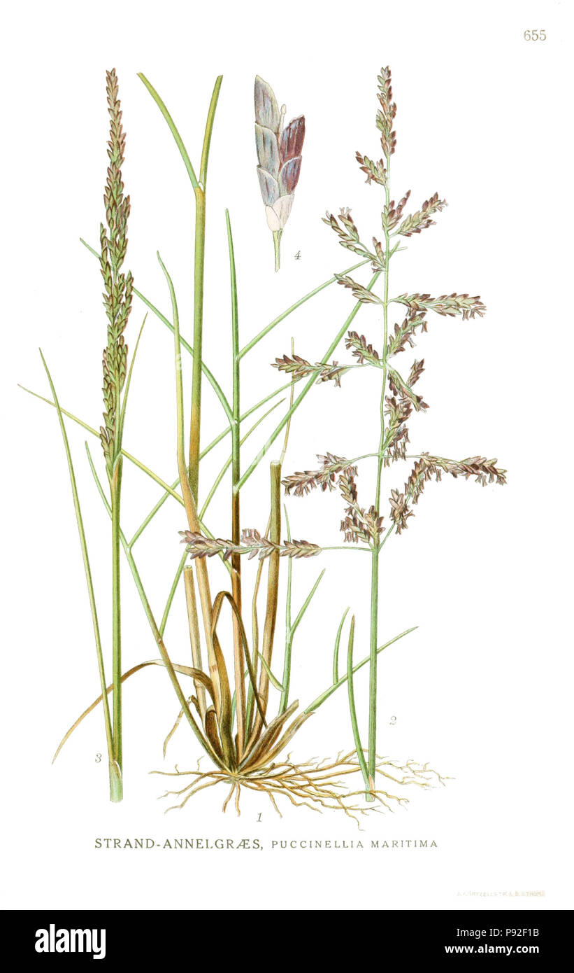 472 Puccinellia maritima (Huds.) Parlame... von Lindman, C. UHR, Bilder ur Nordens Flora, Vol.3, t. 655 (1922-1926) gereinigt Stockfoto