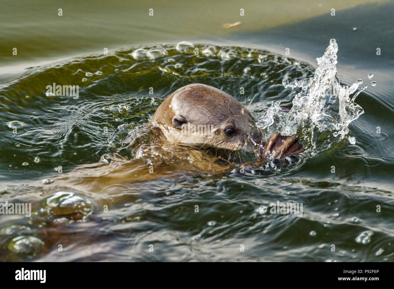 Glatte beschichtete Otter Jagd Fischen in städtischen Fluss Lebensraum, Singapur Stockfoto