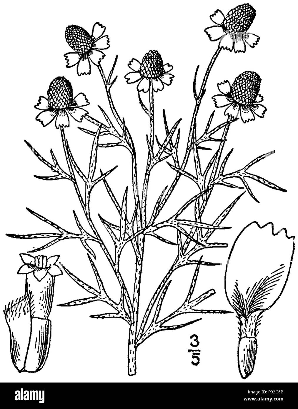 476 Ratibida Tagetes - linedrawing Stockfoto