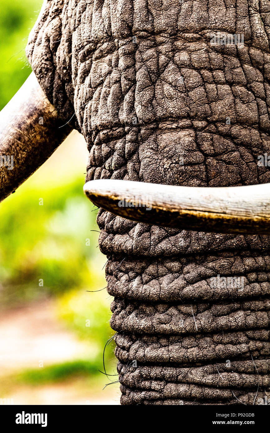 African Bush Elephant - Loxodonta africana Nahaufnahme der Stoßzähne und Stamm. Stockfoto