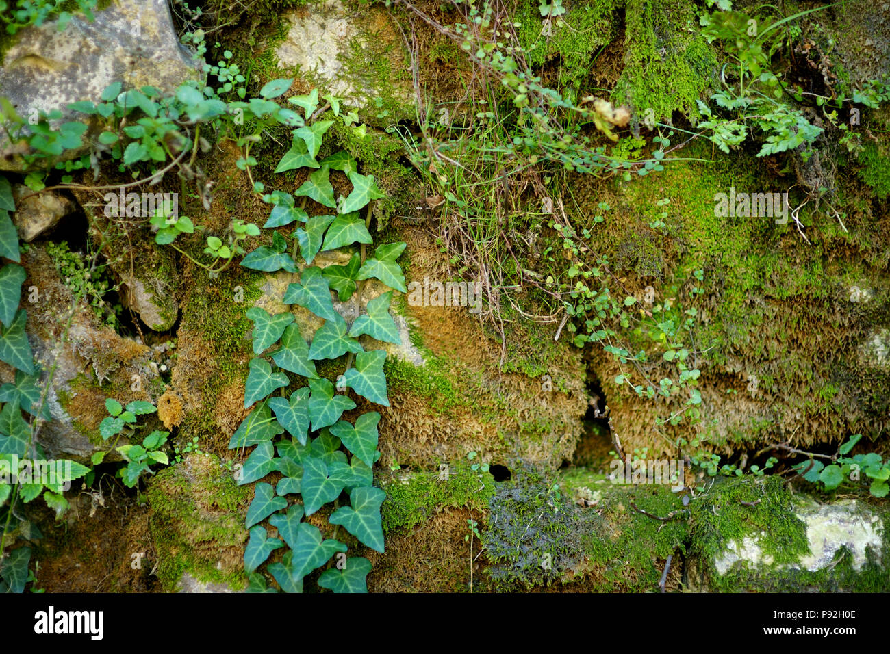Efeu bedeckten Wand von kutaissi Stadt, Hauptstadt der westlichen Region Imereti, Georgia. Kühlen sonnigen Tag im Spätherbst. Stockfoto