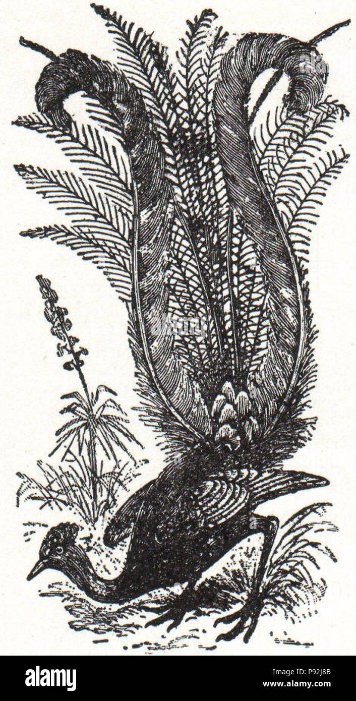 . 437 NSRW Lyre Bird Stockfoto