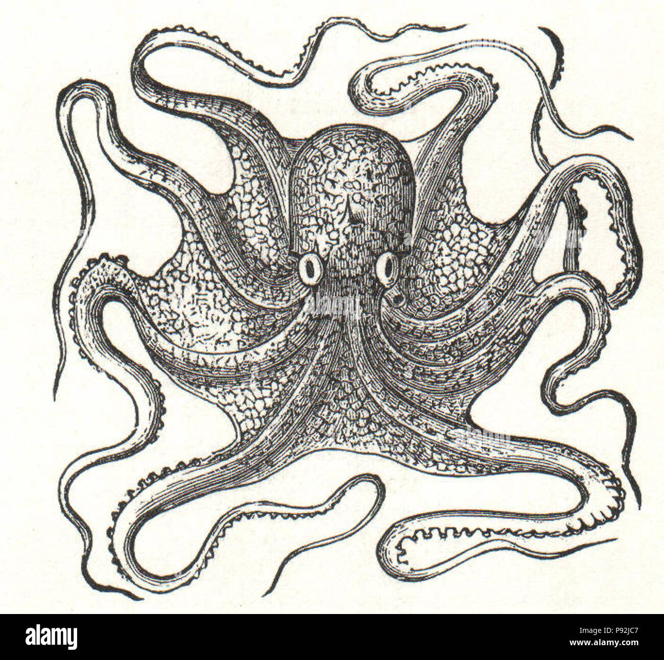 . 437 NSRW Octopus Stockfoto