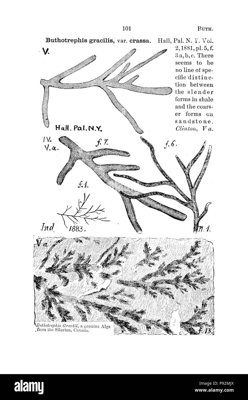 Ein Wörterbuch der Fossilien von Pennsylvania und Nachbarstaaten in die Berichte und Kataloge der Umfrage benannt (Seite 101). Stockfoto