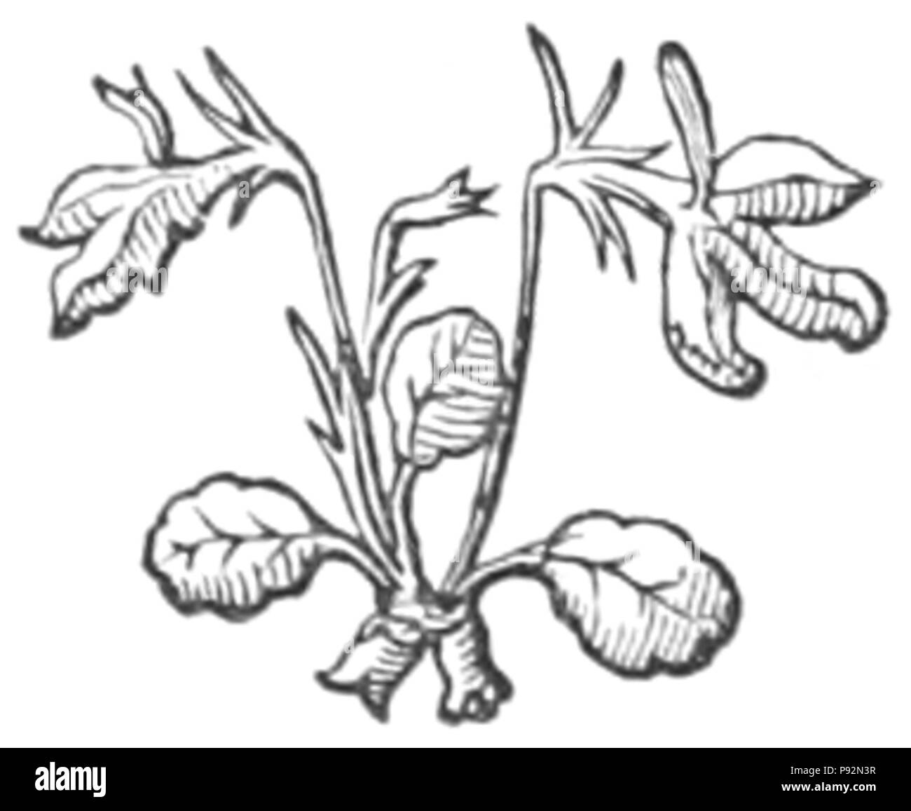 455 malerischen New Guinea - Inhalt Ende fleuron Stockfoto