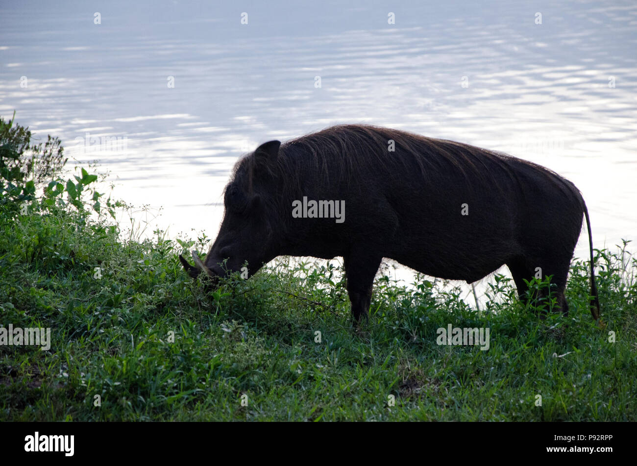 Warzenschwein essen Gras in der Dämmerung durch Lake Mburo, Uganda, Ostafrika Stockfoto