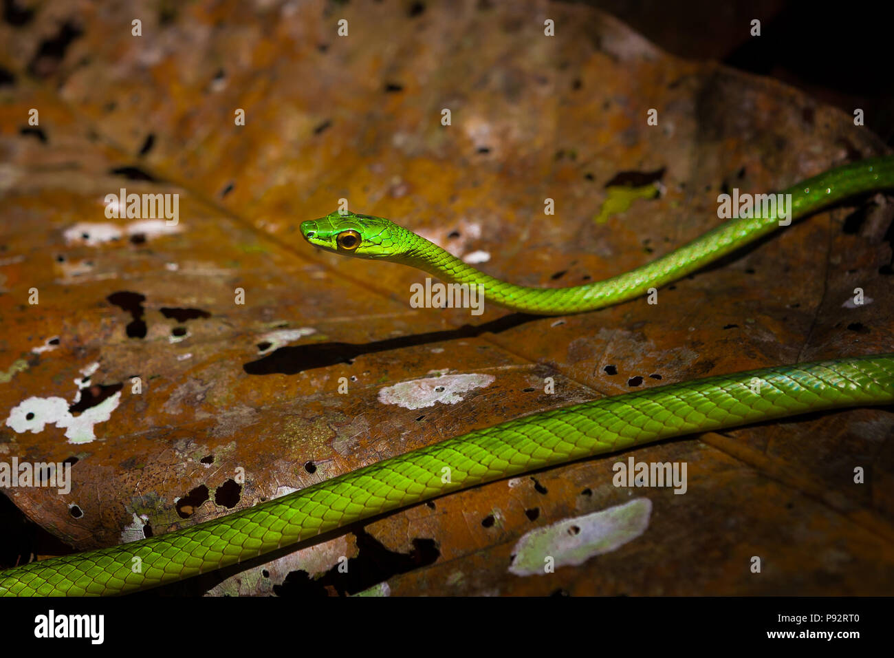 Tierwelt Panamas mit einer grünen Weinschlange, Oxybelis fulgidus, auf dem Regenwaldboden im Chagres-Nationalpark, entlang des alten Camino Real Trail, Panama. Stockfoto