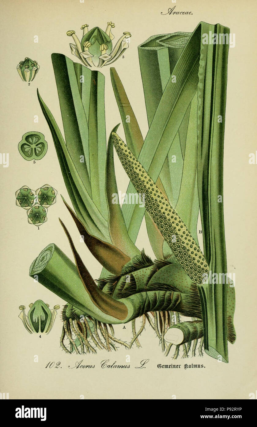 Flora von Deutschland, Österreich und der Schweiz. Gera, Zezschwitz, 1903-Http://biodiversitylibrary.org/page/12306642 470 Prof. Dr. Thomé, Flora von Deutschland, Österreich und der Schweiz in Wort und Bild für Schule und Haus; mit... Gr... von Walter Müller (PL. 102) (7845364718) Stockfoto