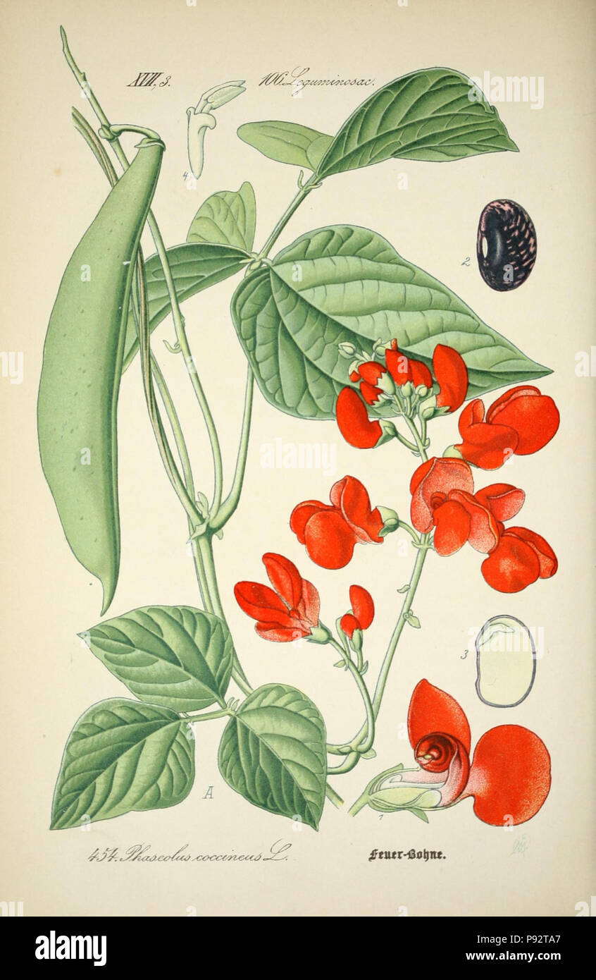 Prof. Dr. Thomé, Flora von Deutschland, Österreich und der Schweiz in Wort und Bild für Schule und Haus; mit... Gr... von Walter Müller. Gera-Untermhaus: ZB. Köhler, 1886-1934. Http://biodiversitylibrary.org/page/4321360 471 Prof. Dr. Thomé, Flora von Deutschland, Österreich und der Schweiz in Wort und Bild für Schule und Haus; mit... Gr... von Walter Müller (PL. 454) (7982435524) Stockfoto