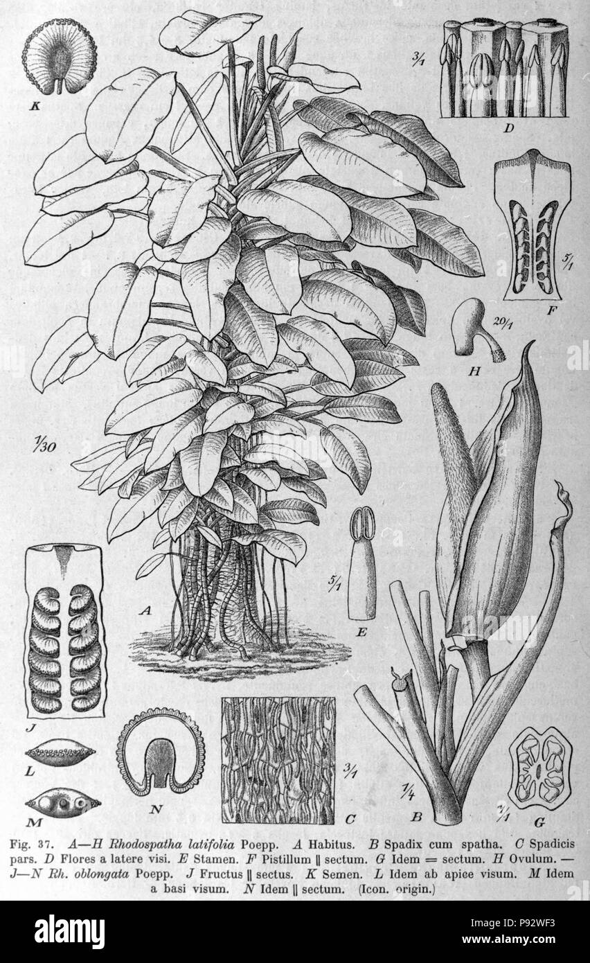 480 Rhodospatha latifolia DPR Stockfoto