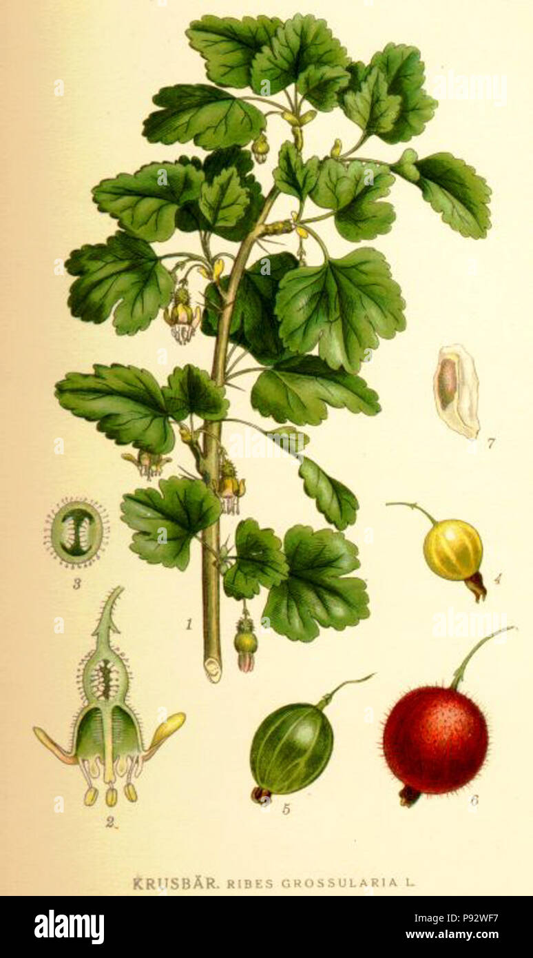 . 480 Ribes grossularia L. Stockfoto