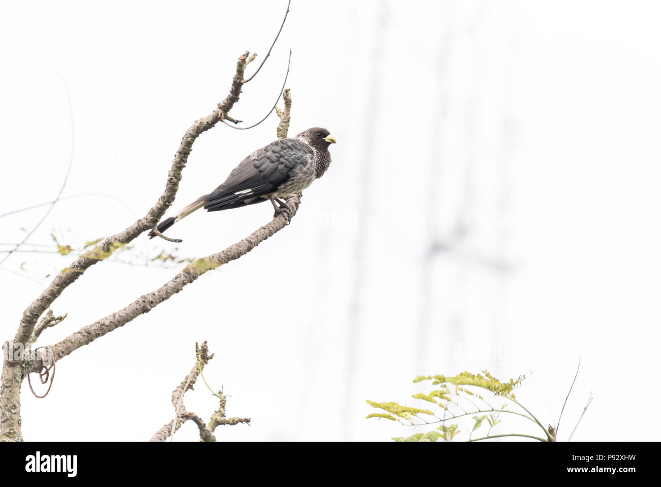 Porträt eines östlichen Wegerich - Esser (Crinifer zonurus) auf Baum sitzend in Kampala, Uganda Ostafrika. Stockfoto