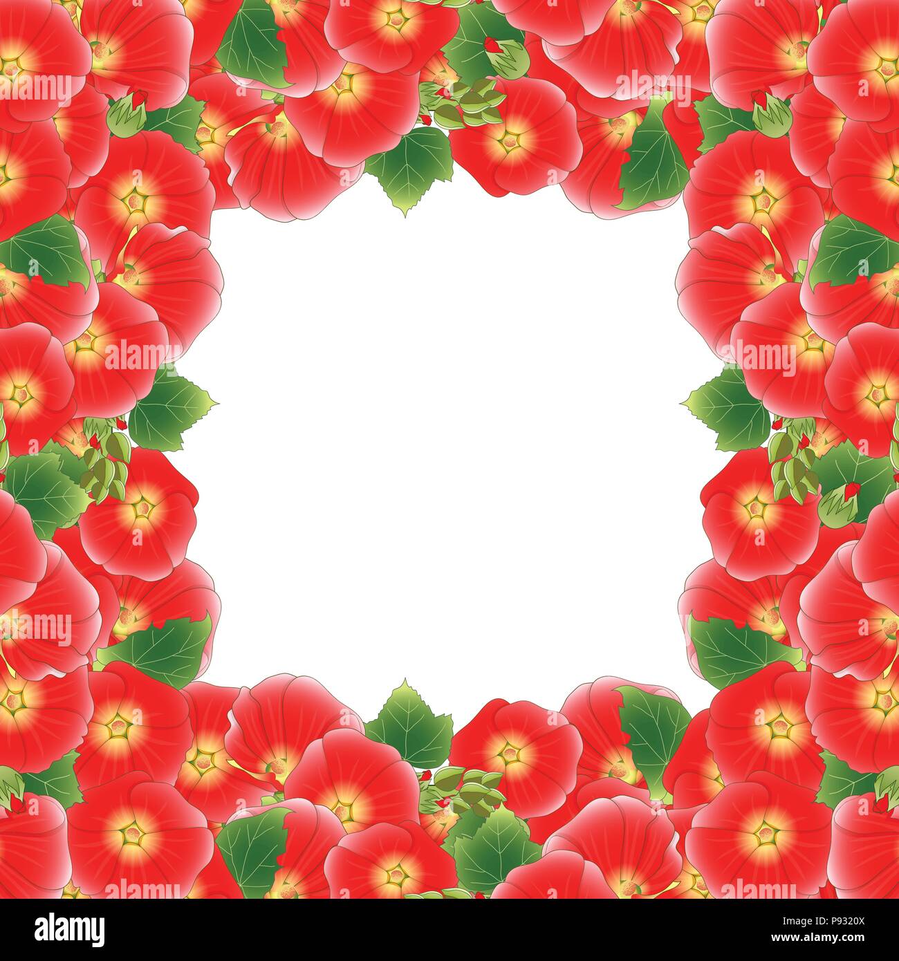 Red Alcea Rosea Grenze - Stockrosen, Aoi in der Mallow Familie Malvaceae. auf weißem Hintergrund. Vector Illustration. Stock Vektor