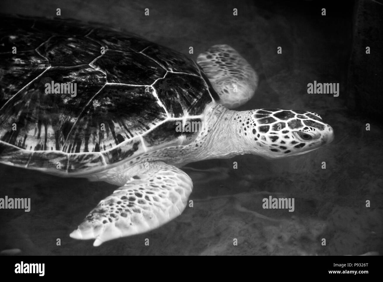 Eine echte KARETTSCHILDKRÖTE (Eretmochelys Imbricagta) im AQUARIUM RAYONG - RAYONG, THAILAND Stockfoto