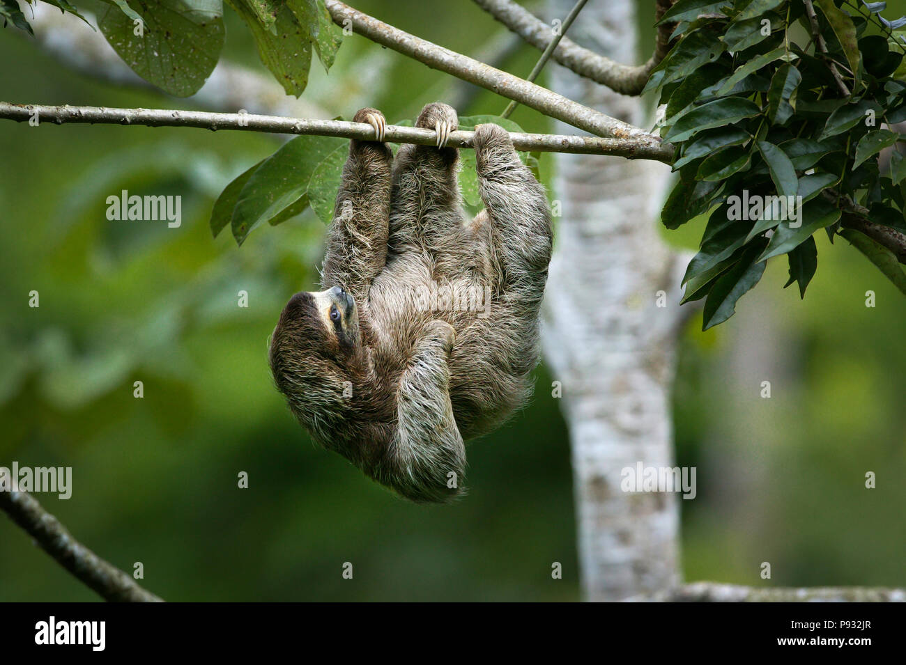 Die Tierwelt Panamas mit einem dreizehigen Faultier, Bradypus variegatus, im 265 Hektar großen Regenwald Metropolitan Park, Panama City, Republik Panama. Stockfoto