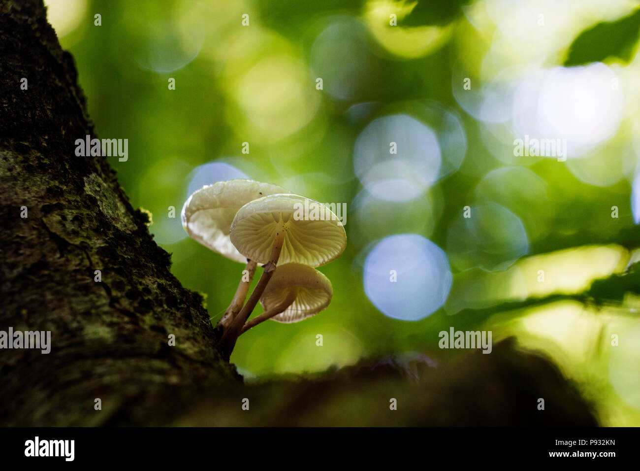 Zauberpilze Stockfoto