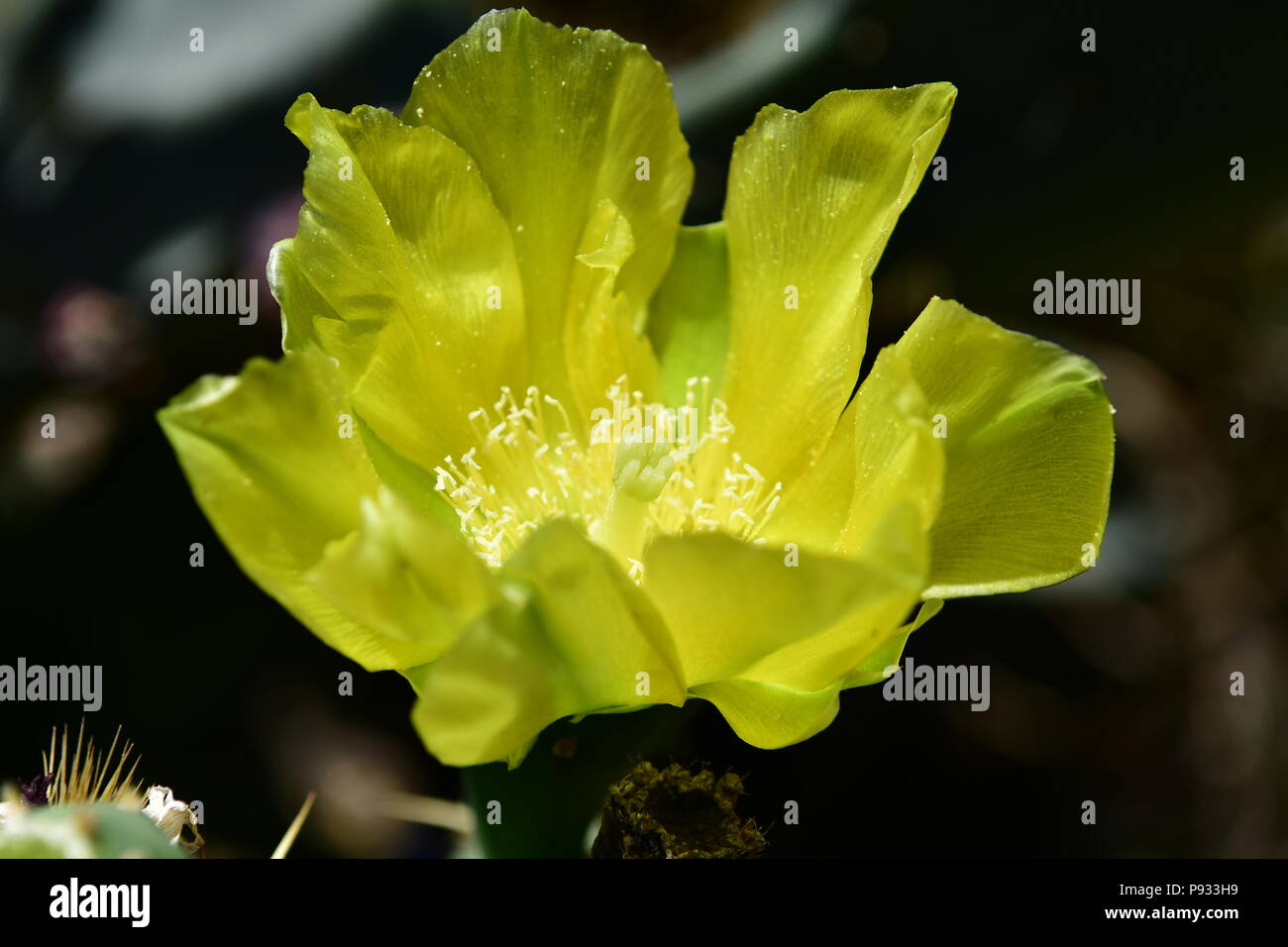 Kaktus auf Zypern Stockfoto