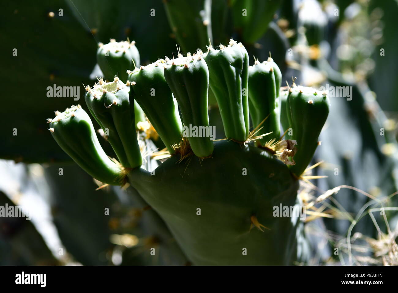 Kaktus auf Zypern Stockfoto