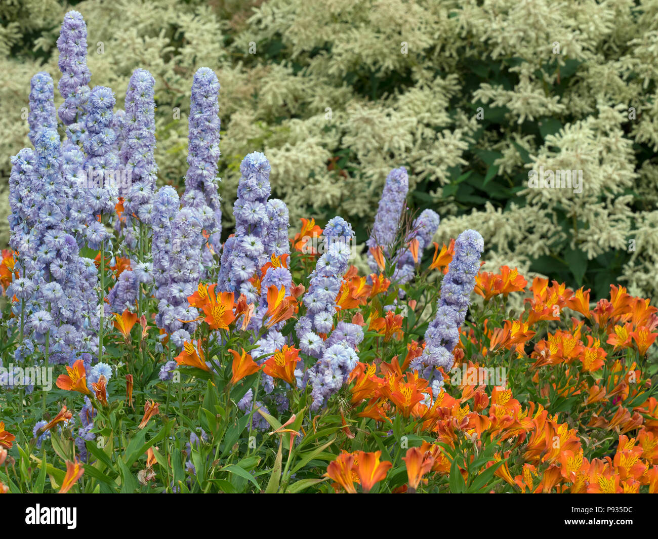 Stilleben "Moon light" und Alstroemeria allgemein die Peruanische lily Flower border Norfolk Juli aufgerufen Stockfoto
