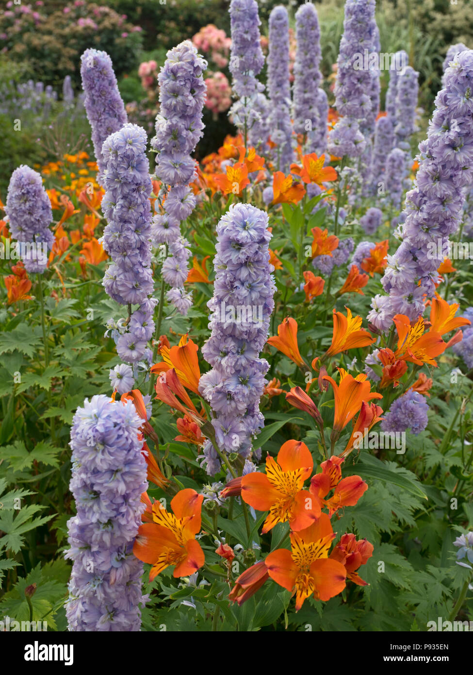 Stilleben "Moon light" und Alstroemeria allgemein die Peruanische lily Flower border Norfolk Juli aufgerufen Stockfoto