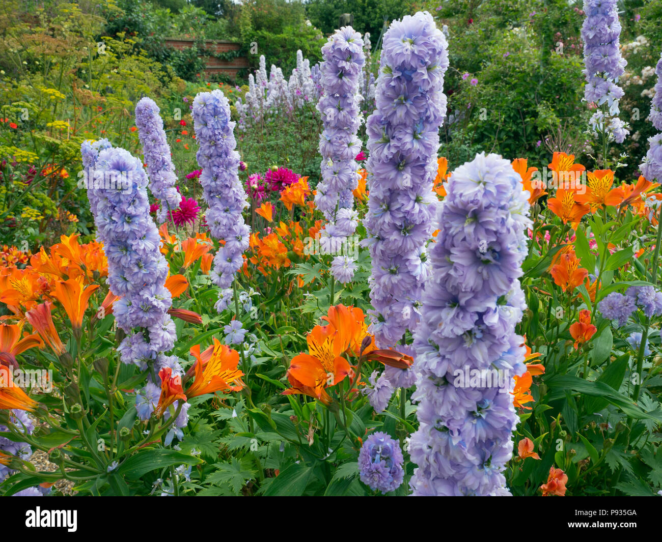 Stilleben "Moon light" und Alstroemeria allgemein die Peruanische lily Flower border Norfolk Juli aufgerufen Stockfoto