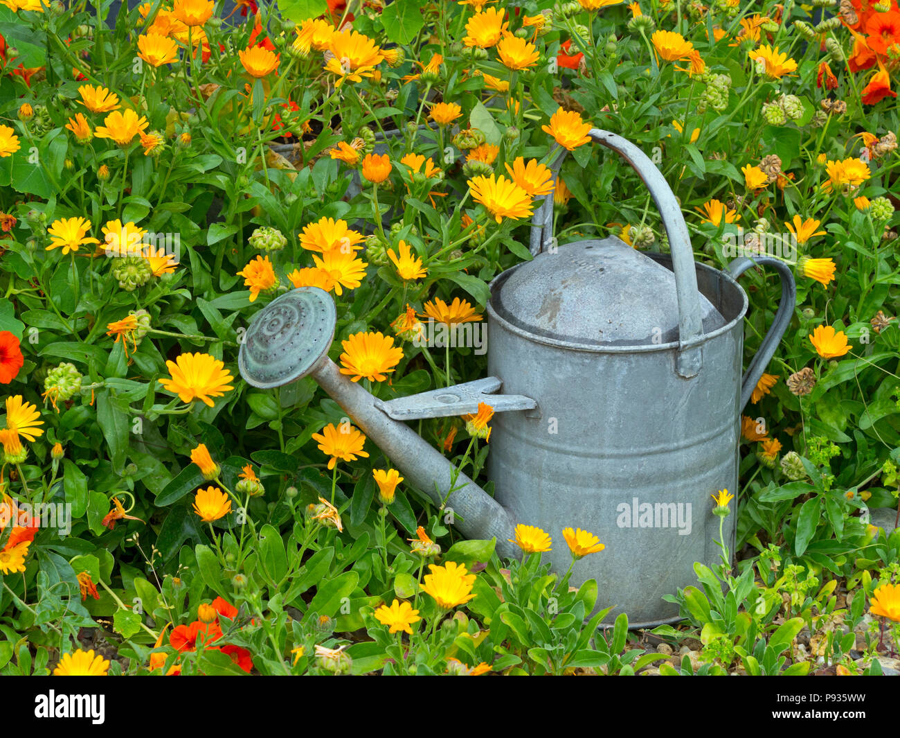Alte Gießkanne und Ringelblumen im Garten Stockfoto