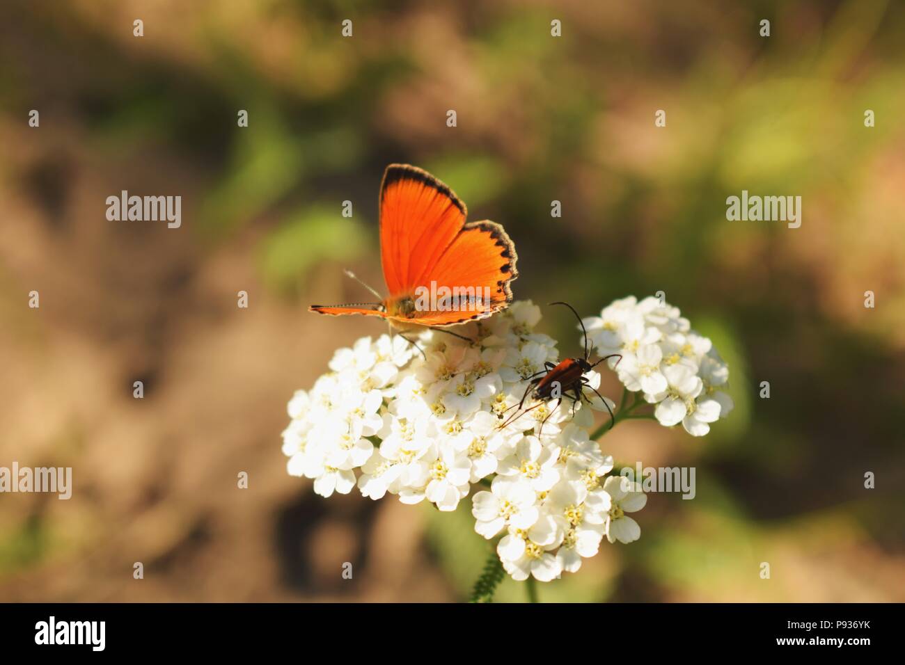 Schmetterling auf einer Blume Stockfoto