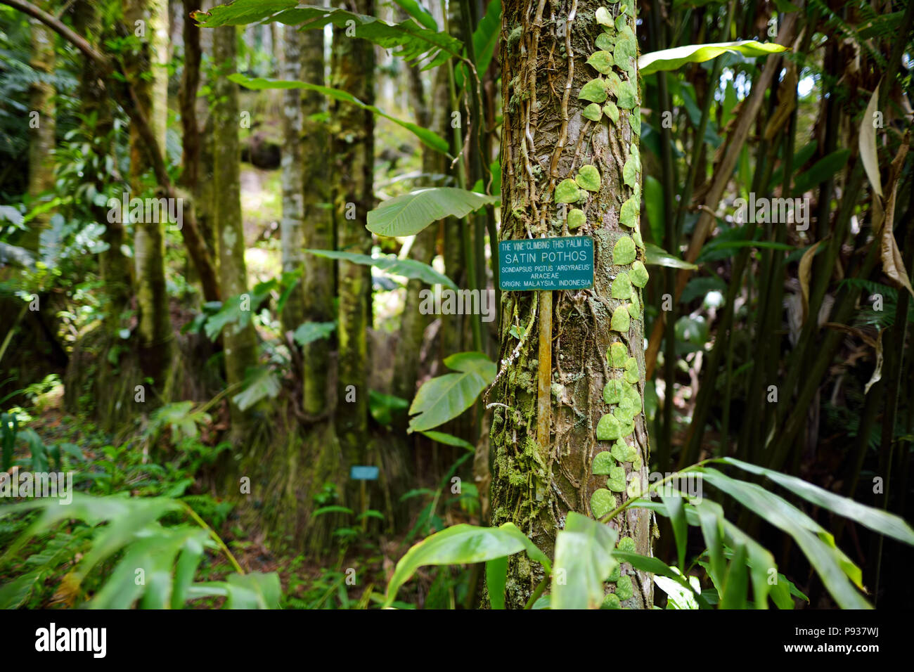 Schöne Reben in natürlicher Umgebung in tropischen Botanischen Garten der Großen Insel von Hawaii. Üppige tropische Vegetation der Inseln von Hawaii, USA Stockfoto