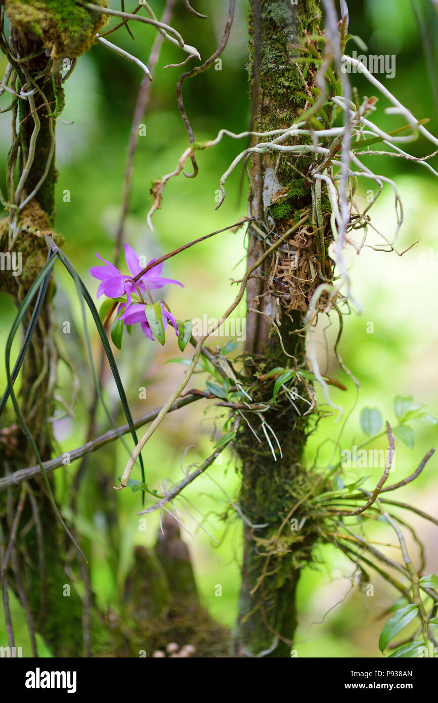 Wunderschöne Orchideen in der Natur in den tropischen Botanischen Garten der Großen Insel von Hawaii. Üppige tropische Vegetation der Inseln von Hawaii, Stockfoto