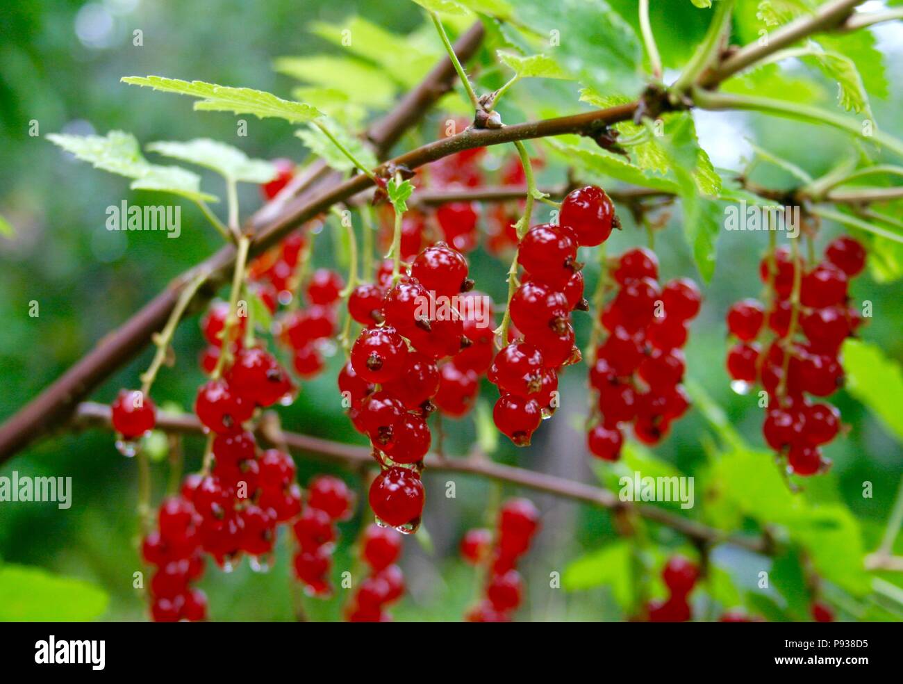 Ribes rote Beere wächst in einem Garten mit grünen Blättern nach dem Regen. Reich rot gefärbten Beeren von den hellgrünen Blätter umgeben Stockfoto