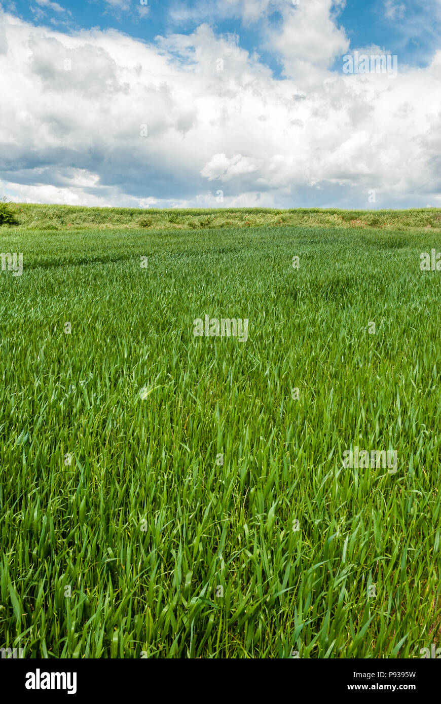 Grünes Erntegut Feld, bewölkter Himmel, Katalonien, Spanien Stockfoto