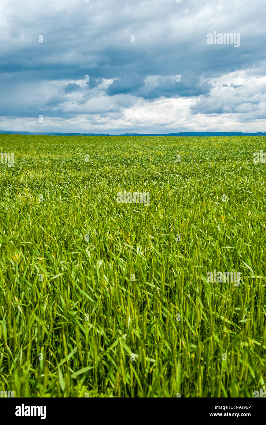 Grünes Erntegut Feld, bewölkter Himmel, Katalonien, Spanien Stockfoto