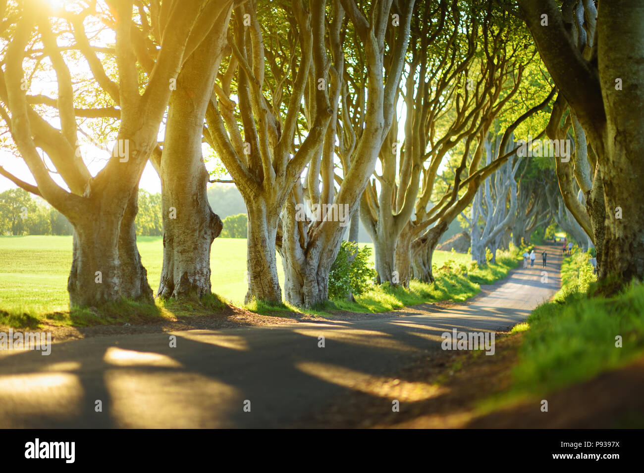 Die dunklen Hecken, eine Allee der Buche entlang Bregagh Straße in der Grafschaft Antrim. Atmosphärische baum Tunnel hat als Drehort in der populären TV verwendet. Stockfoto