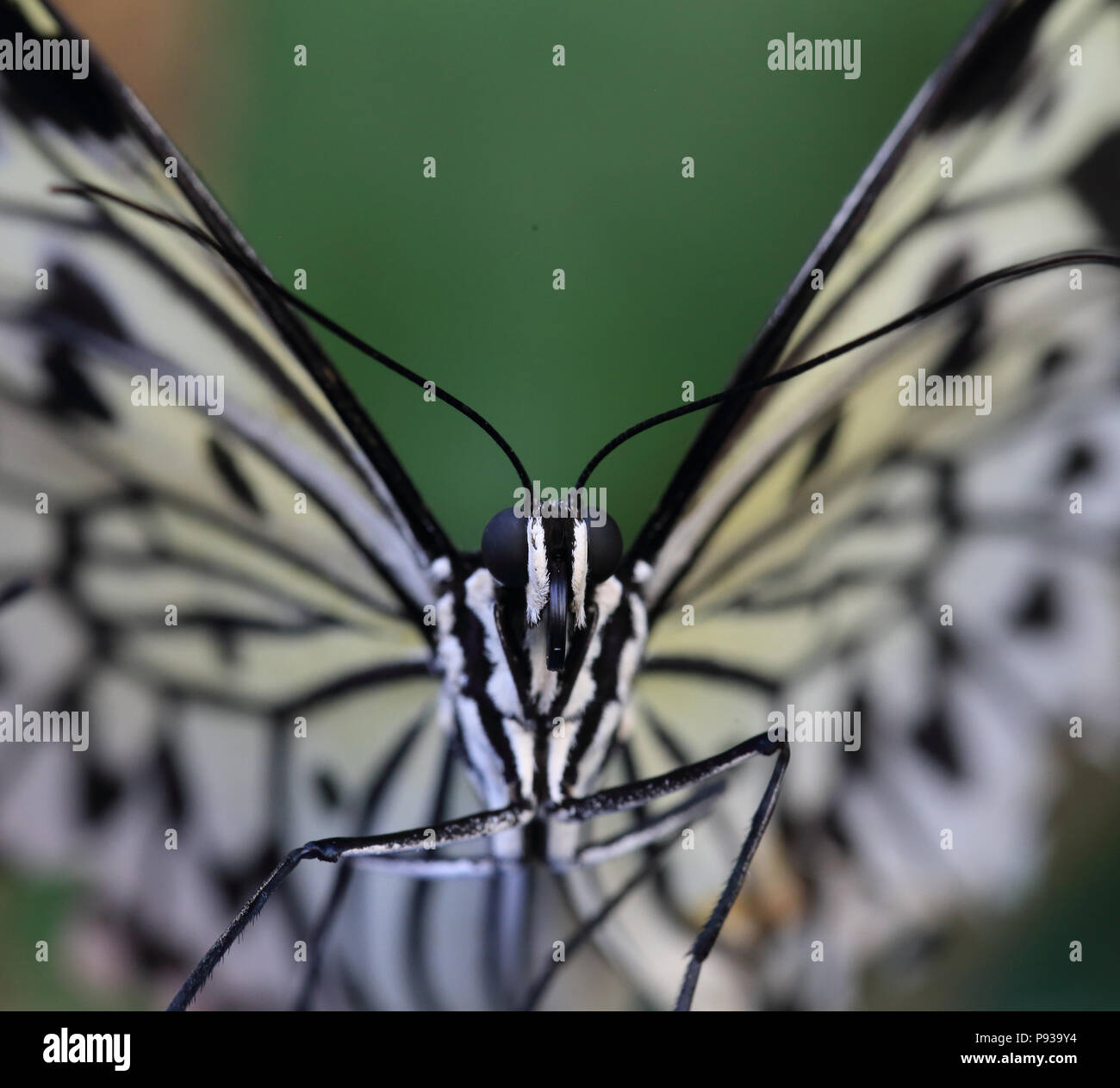 Großer Baum Nymphe Schmetterling (Idea leuconoe) Stockfoto