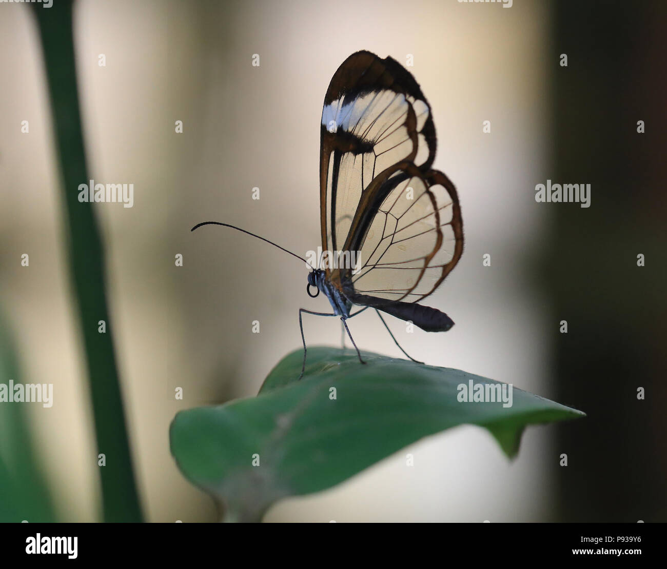 Glas Flügel Schmetterling, Greta Oto, Nymphalidae, Süd- und Mittelamerika, Mexiko, Panama Stockfoto