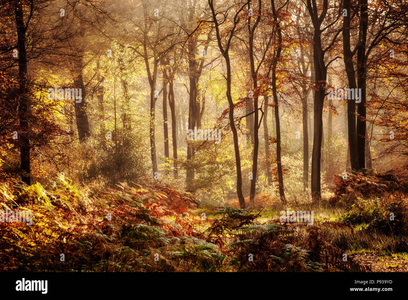 Herbst goldene Farben Buche woodlands Stockfoto