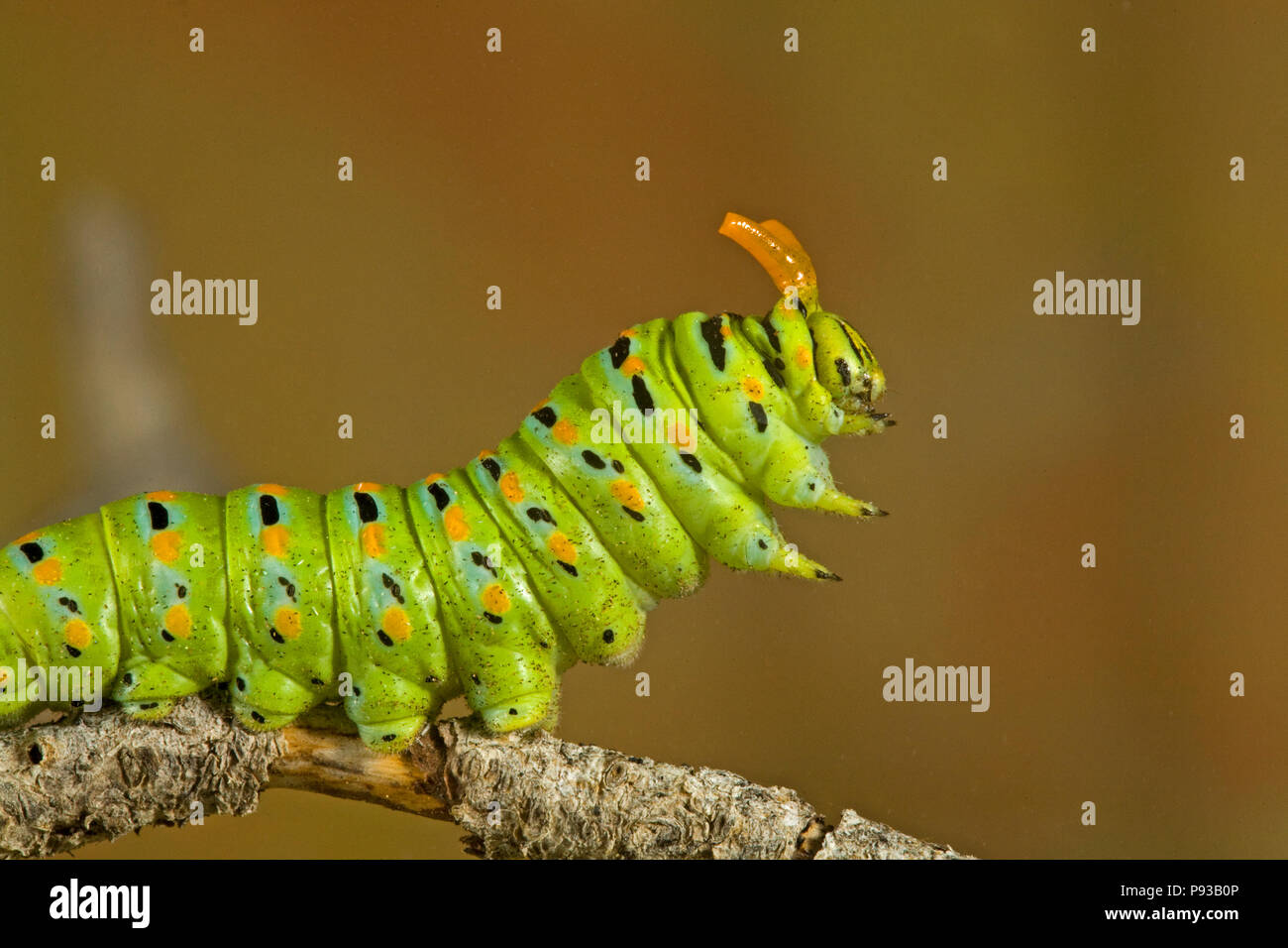 Eine Nahaufnahme der Raupe oder Larve eines Anis Swallowtail Butterfly, Papilio zelicaon, bevor