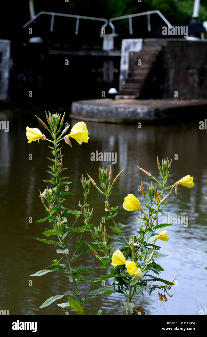 Nachtkerzenöl wachsenden am Hatton Schlösser, Grand Union Canal, Warwickshire, Großbritannien Stockfoto