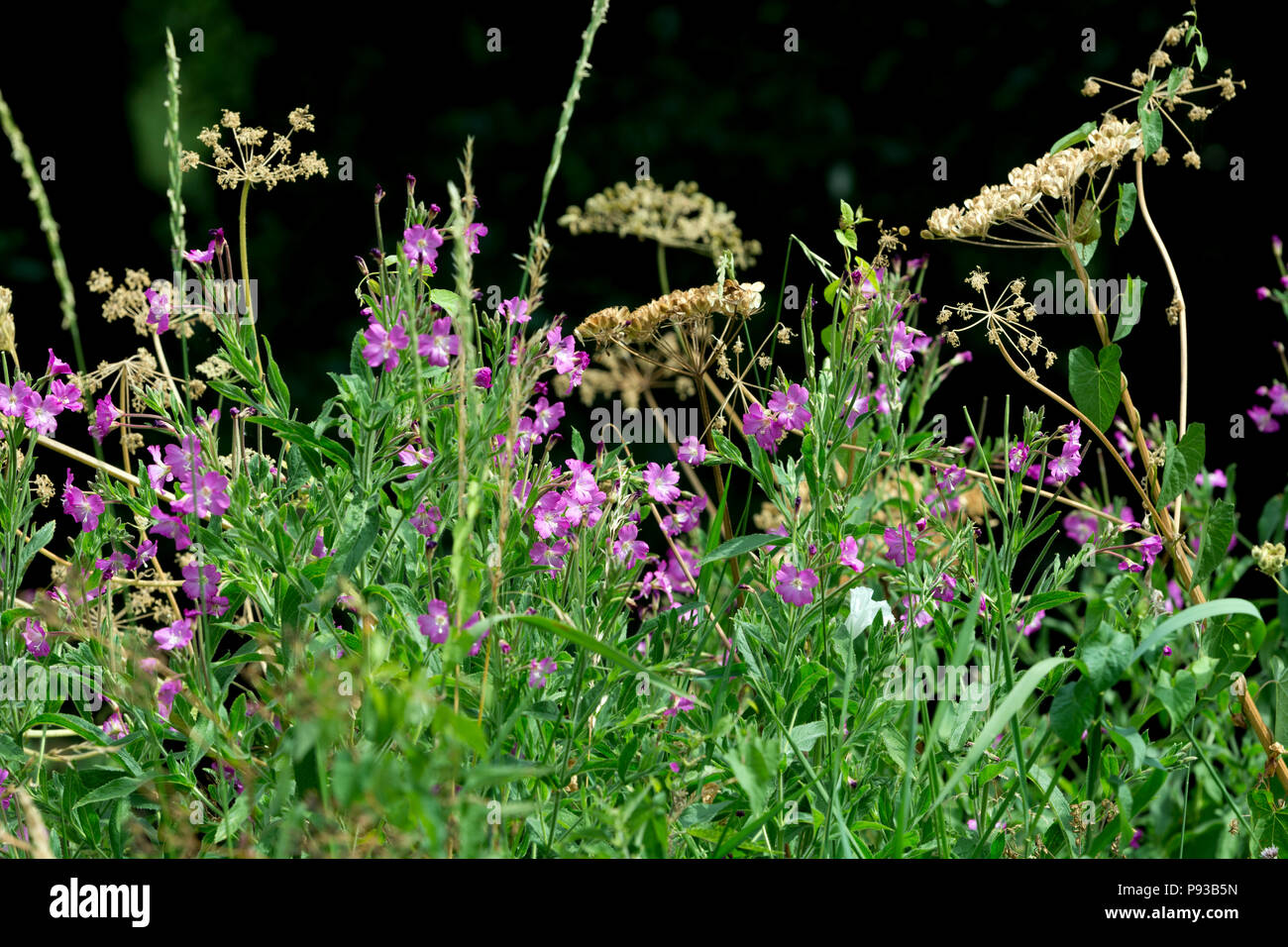 Wildblumen im Sommer, Warwickshire, Großbritannien Stockfoto