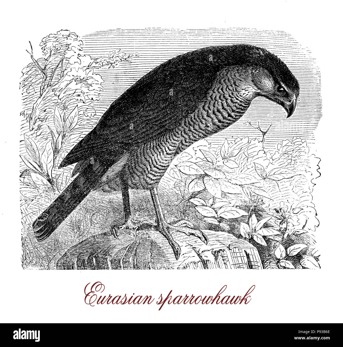 Vintage Gravur von Eurasian sparrowhawk, kleine Raubvogel Fang kleine Vögel und leben in Wäldern. Es hat kurze breiten Flügeln und langen Schwanz. Stockfoto