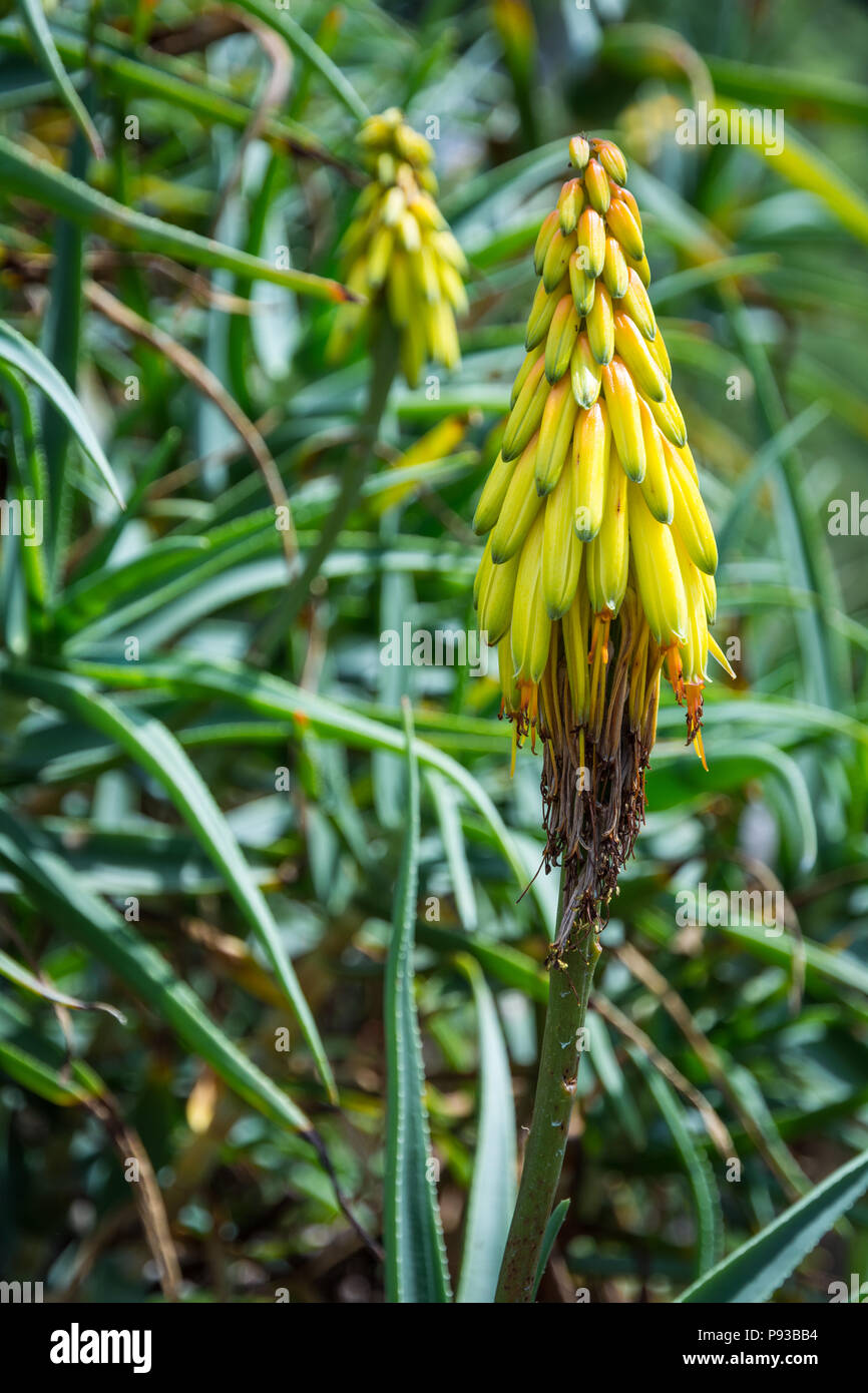 Sommer Spitzen der gelben Blten des halben winterharte immergrne  Sukkulente, Aloe striatula Stockfotografie - Alamy