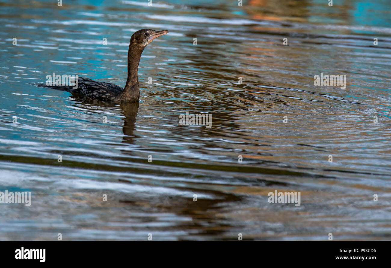 Kormoran schwarz glänzenden Stockfoto