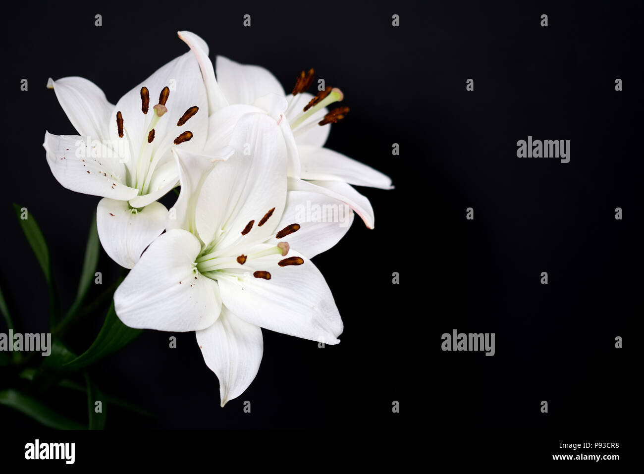 Weiße Lilien auf schwarzem Hintergrund. Lilium, lilieae liliacaea