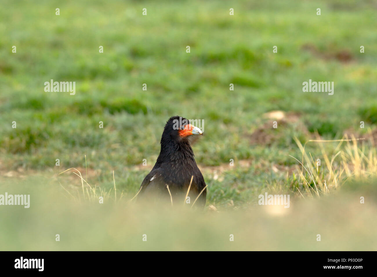 Berg karakara (Phalcoboenus megalopterus) spähend durch das Gras Stockfoto