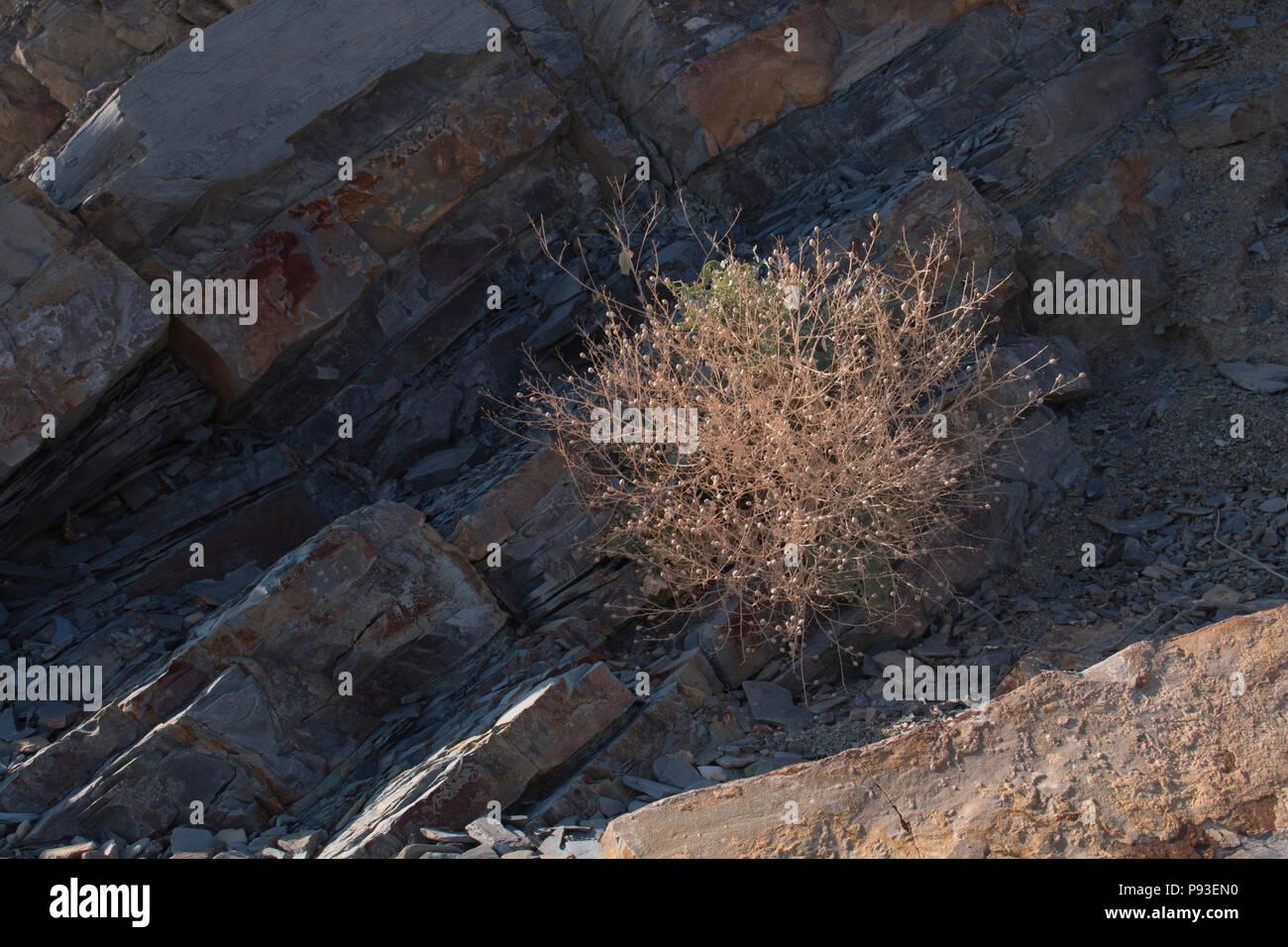 Stachelige Bush auf Steinen Hintergrund Stockfoto