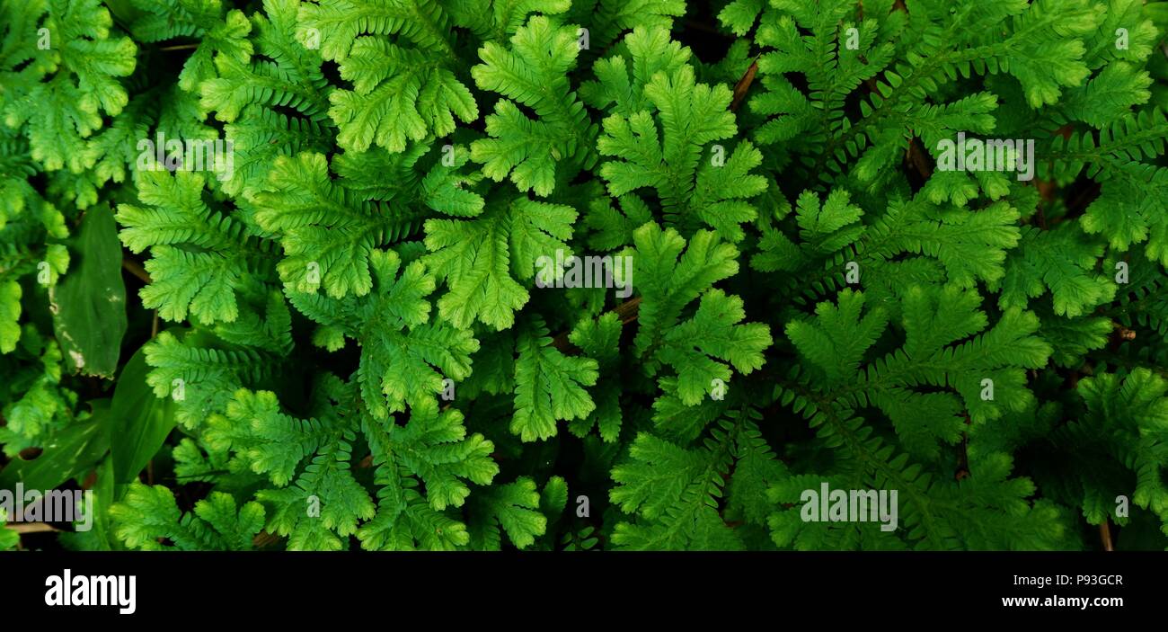 Close-up von Frische Selaginella involvens Farn, kleine Farnblätter wächst in den Regenwald Stockfoto