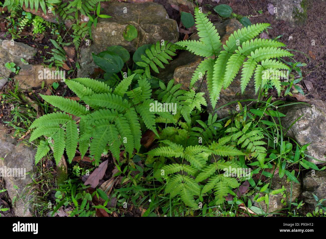 Farne und andere Pflanzen des Waldes. Natrliche farn Modern closeup Foto.  Das tropische Grn Ansicht von oben. Farn Blatt Muster. Grne Bltter mit  grnen Stockfotografie - Alamy